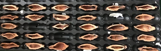 檳榔口味是如何利用高新技術加工的？